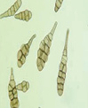 Alternaria
