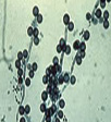 Candida